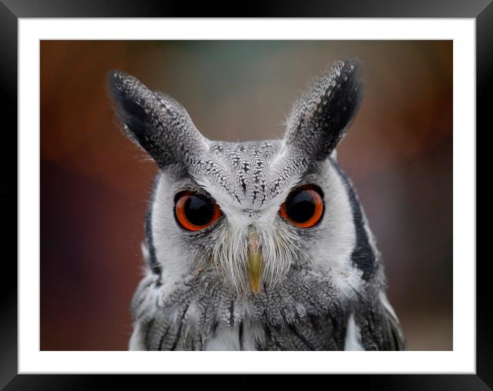 Look into my eyes Framed Mounted Print by sharon bennett