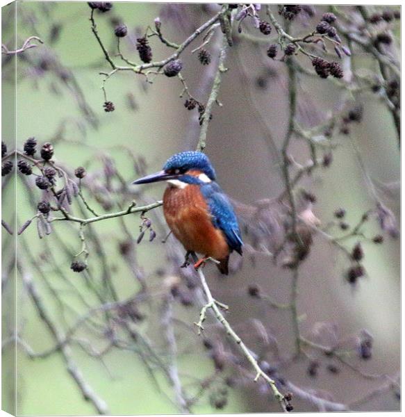 kingfisher looking Canvas Print by Martyn Bennett