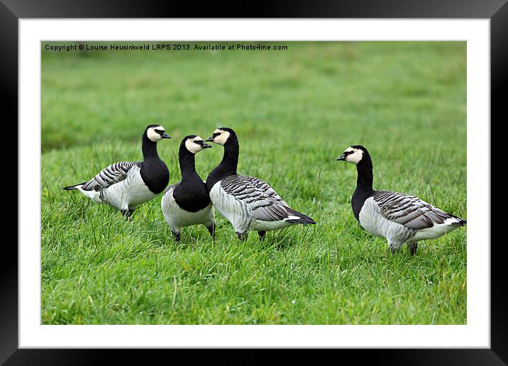 Barnacle Geese Framed Mounted Print by Louise Heusinkveld