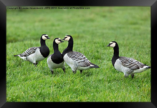 Barnacle Geese Framed Print by Louise Heusinkveld