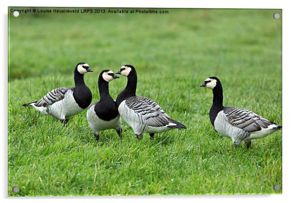 Barnacle Geese Acrylic by Louise Heusinkveld