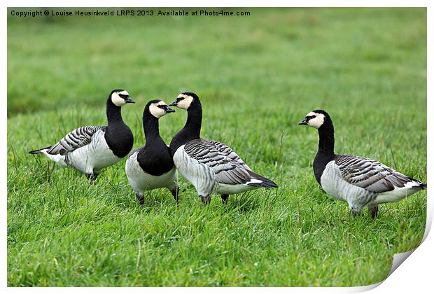 Barnacle Geese Print by Louise Heusinkveld