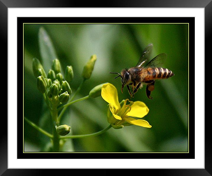Made for eachother Framed Mounted Print by SAURABH SRIVASTAVA