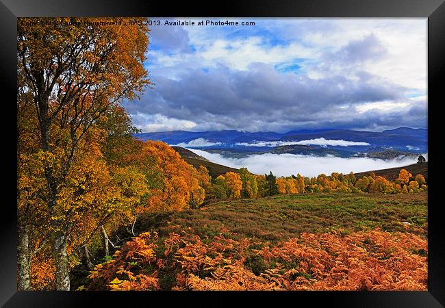 Misty day in the Cairngorms in Autumn Framed Print by Louise Heusinkveld