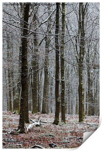 First Snow Print by David Tinsley