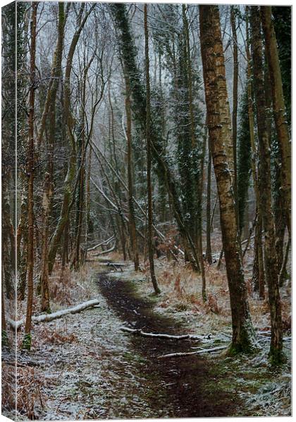 Winter Birch Canvas Print by David Tinsley