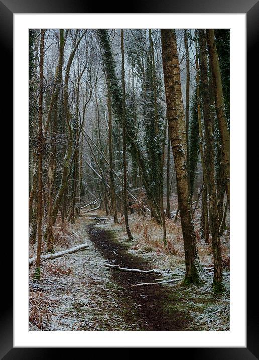 Winter Birch Framed Mounted Print by David Tinsley
