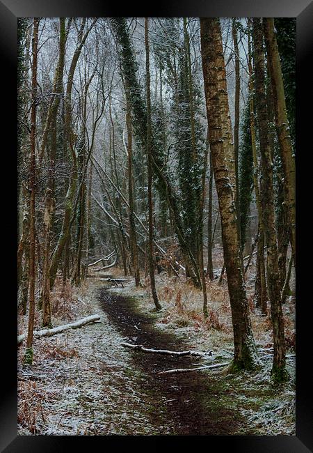 Winter Birch Framed Print by David Tinsley