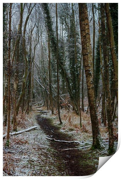 Winter Birch Print by David Tinsley