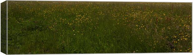 Buttercup meadow Canvas Print by malcolm fish