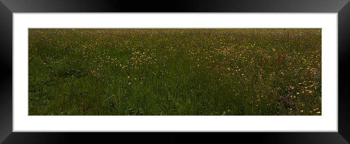 Buttercup meadow Framed Mounted Print by malcolm fish