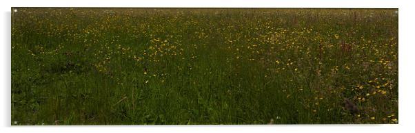 Buttercup meadow Acrylic by malcolm fish