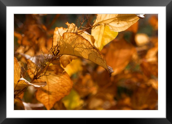 Autumn colours Framed Mounted Print by David Hare
