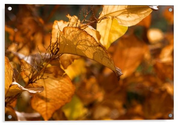 Autumn colours Acrylic by David Hare