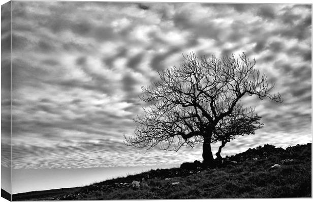 Lonely Tree with a mottled sky Canvas Print by Gary Kenyon