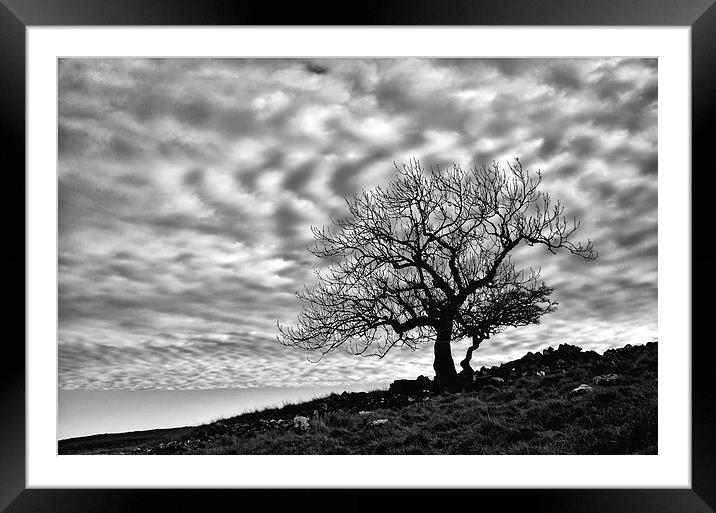 Lonely Tree with a mottled sky Framed Mounted Print by Gary Kenyon