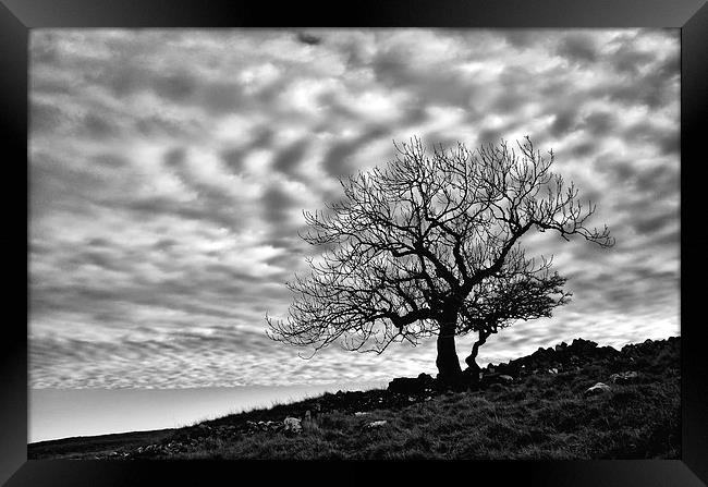 Lonely Tree with a mottled sky Framed Print by Gary Kenyon