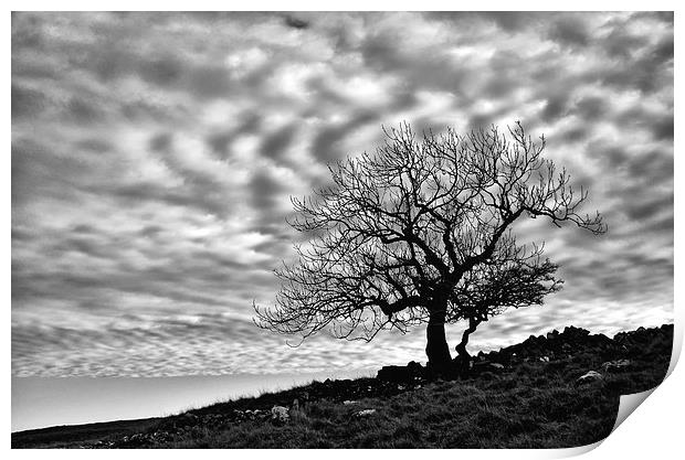 Lonely Tree with a mottled sky Print by Gary Kenyon