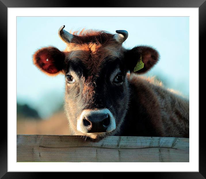 Young  Female Jersey Moo Framed Mounted Print by Julie Ormiston