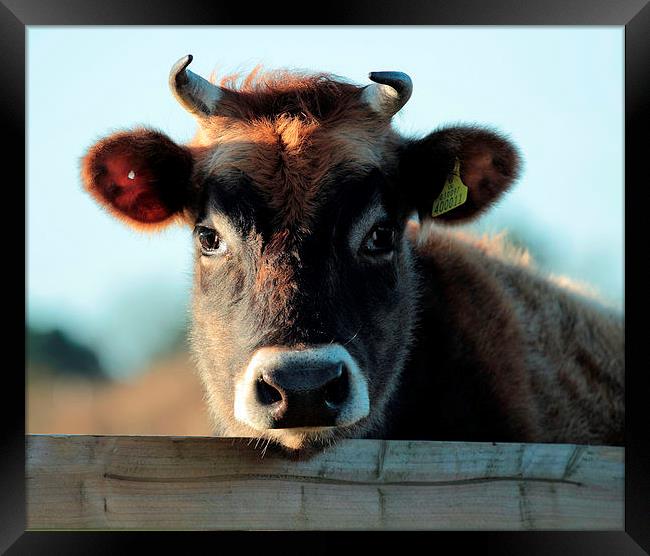 Young  Female Jersey Moo Framed Print by Julie Ormiston