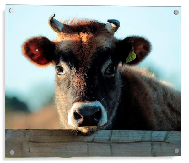 Young  Female Jersey Moo Acrylic by Julie Ormiston