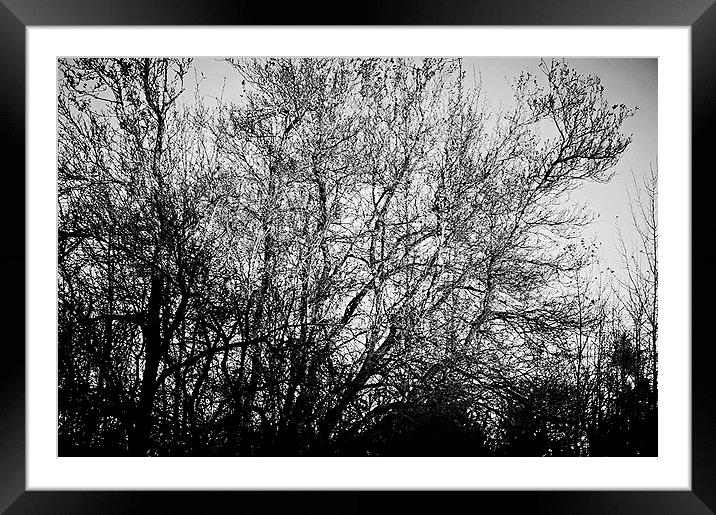 Dark Tree Framed Mounted Print by serafima Reutov
