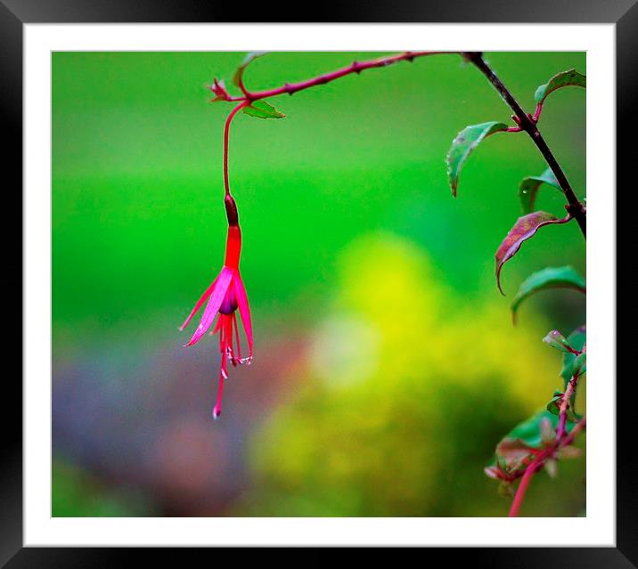 Fuchsia growing in The Priory Framed Mounted Print by Robert Cane