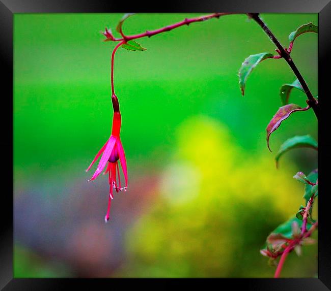 Fuchsia growing in The Priory Framed Print by Robert Cane