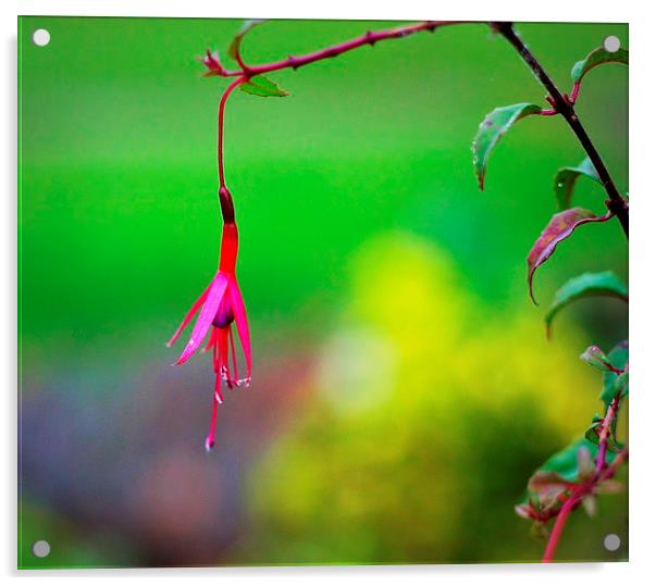 Fuchsia growing in The Priory Acrylic by Robert Cane