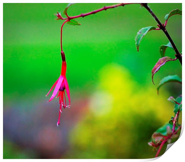 Fuchsia growing in The Priory Print by Robert Cane