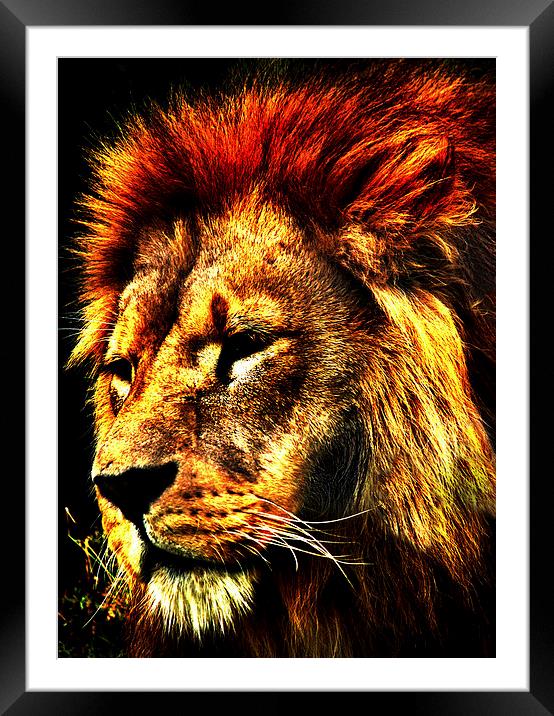 Leo the Lion Framed Mounted Print by Andrew Pettey