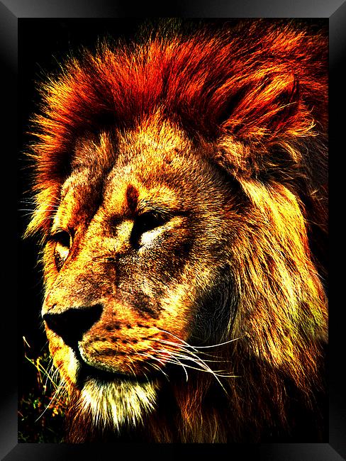 Leo the Lion Framed Print by Andrew Pettey