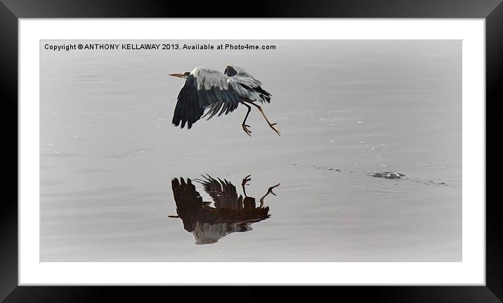 GREY  HERON REFLECTIONS Framed Mounted Print by Anthony Kellaway