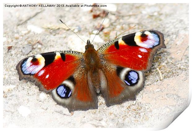 PEACOCK BUTTERFLY Print by Anthony Kellaway