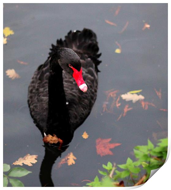 Black Swan, The Priory, Aylesford Print by Robert Cane