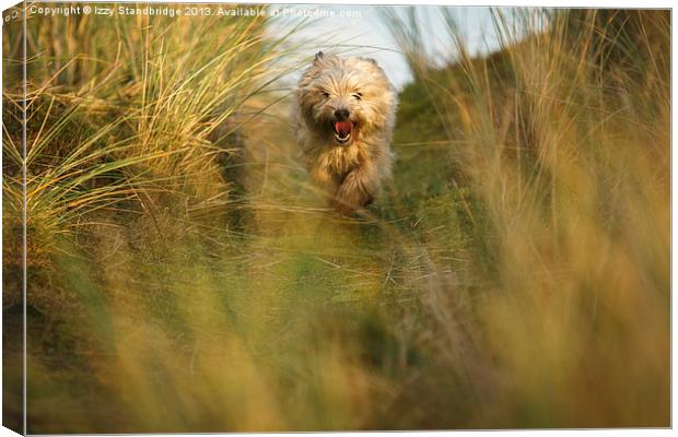 Cairn terrier in the dunes Canvas Print by Izzy Standbridge