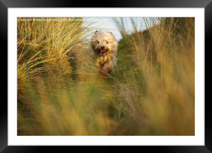 Cairn terrier in the dunes Framed Mounted Print by Izzy Standbridge