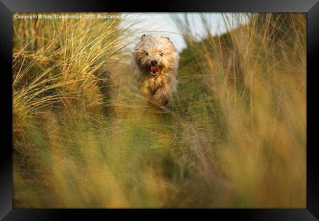 Cairn terrier in the dunes Framed Print by Izzy Standbridge