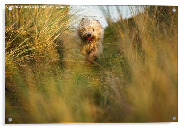 Cairn terrier in the dunes Acrylic by Izzy Standbridge