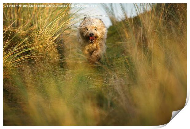 Cairn terrier in the dunes Print by Izzy Standbridge