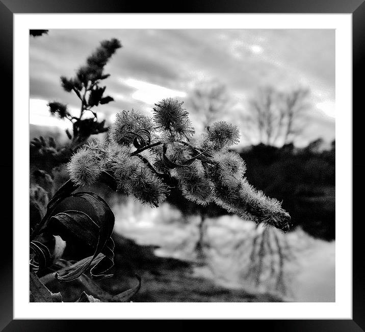 Weeds can be beautiful too! Framed Mounted Print by Jeffrey Evans