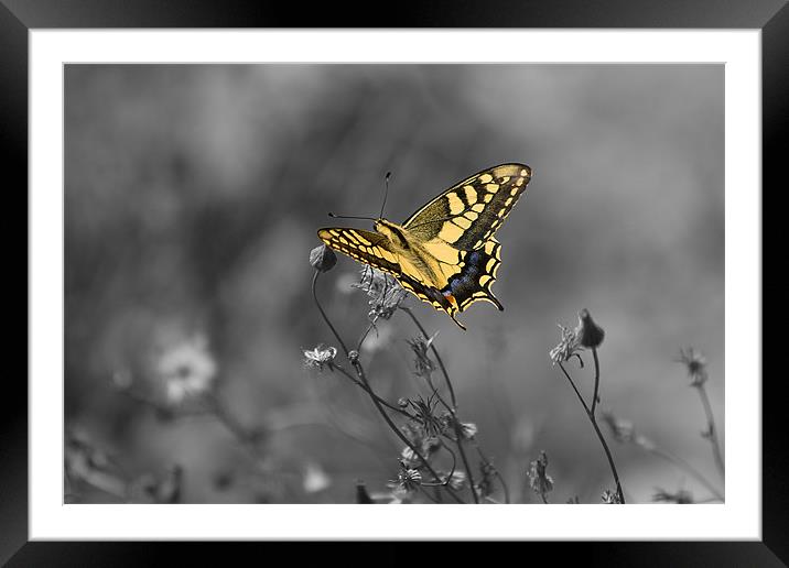yellow butterfly Framed Mounted Print by Peter West