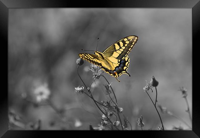 yellow butterfly Framed Print by Peter West