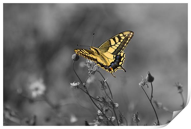 yellow butterfly Print by Peter West