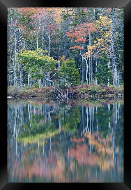 Reflection, Maine Framed Print by David Roossien