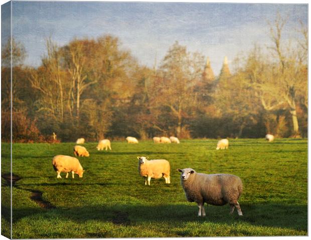 Grazing Sheep Canvas Print by Dawn Cox