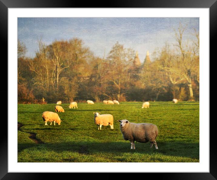 Grazing Sheep Framed Mounted Print by Dawn Cox