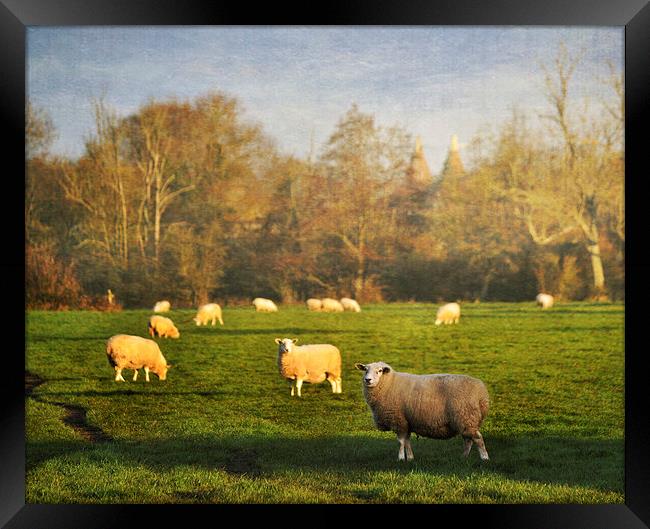 Grazing Sheep Framed Print by Dawn Cox