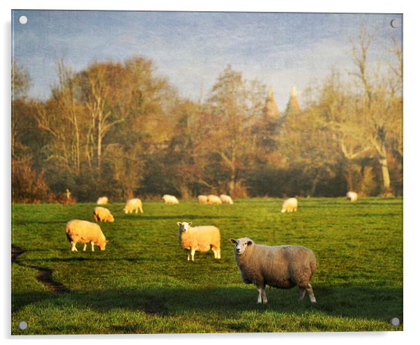 Grazing Sheep Acrylic by Dawn Cox