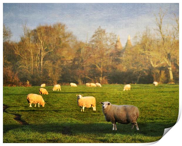 Grazing Sheep Print by Dawn Cox